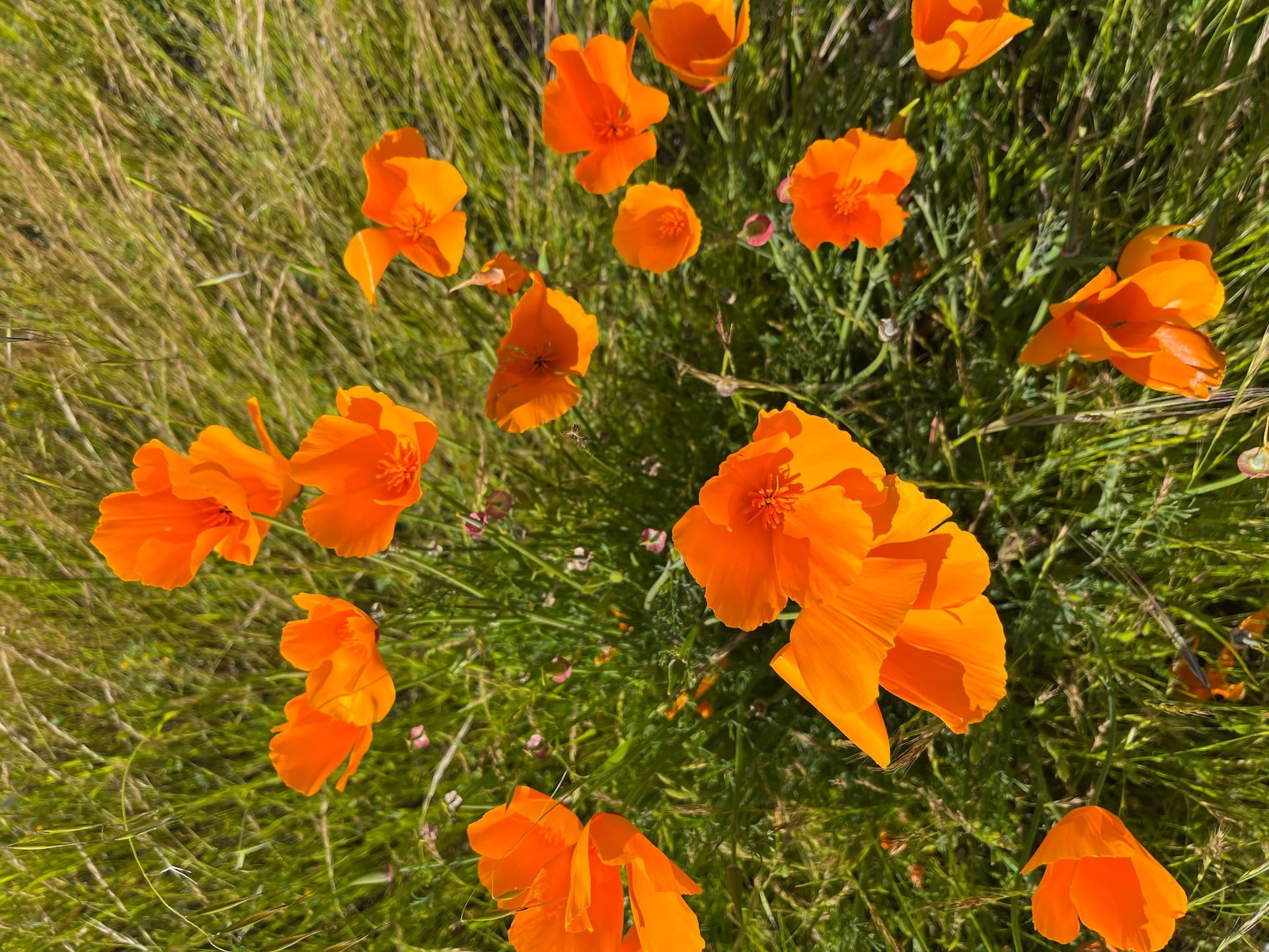 It All Started with the Poppies