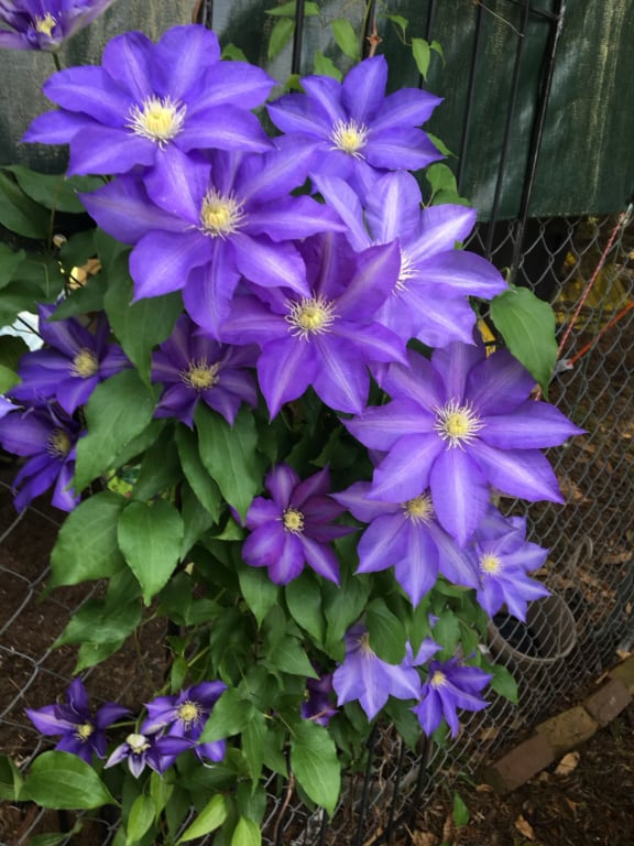 Beatiful purple flower in second chance garden