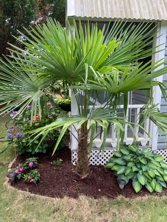 Palm tree in second chance garden