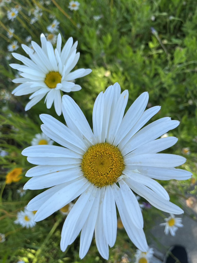 Flowers