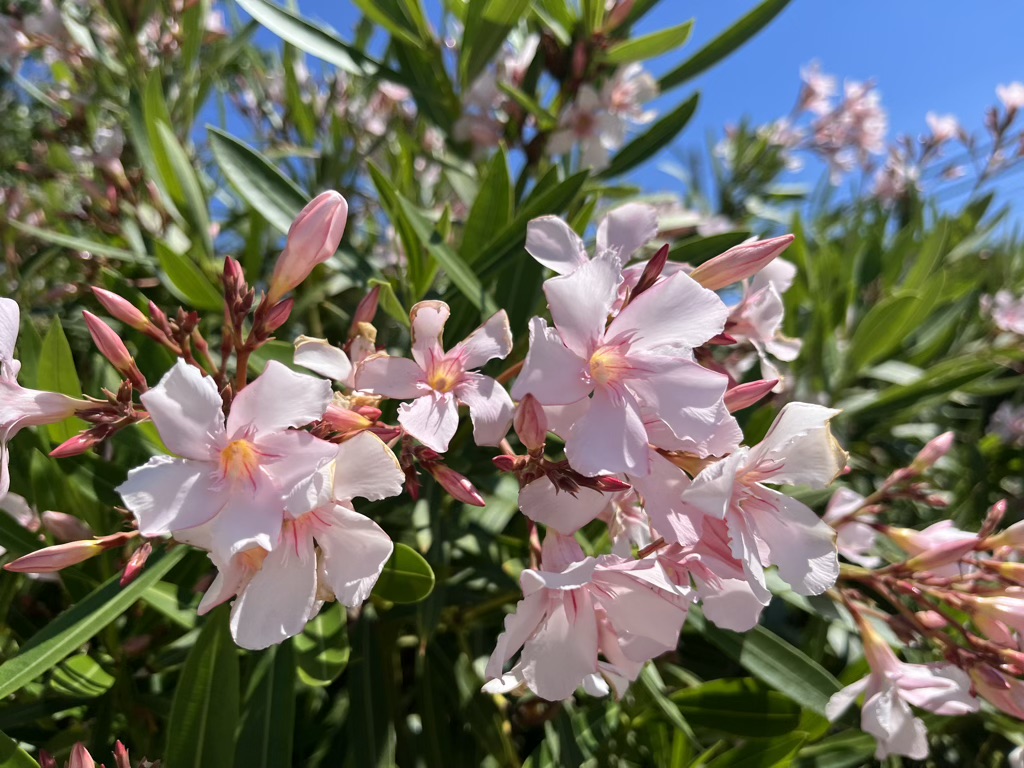 Flowers